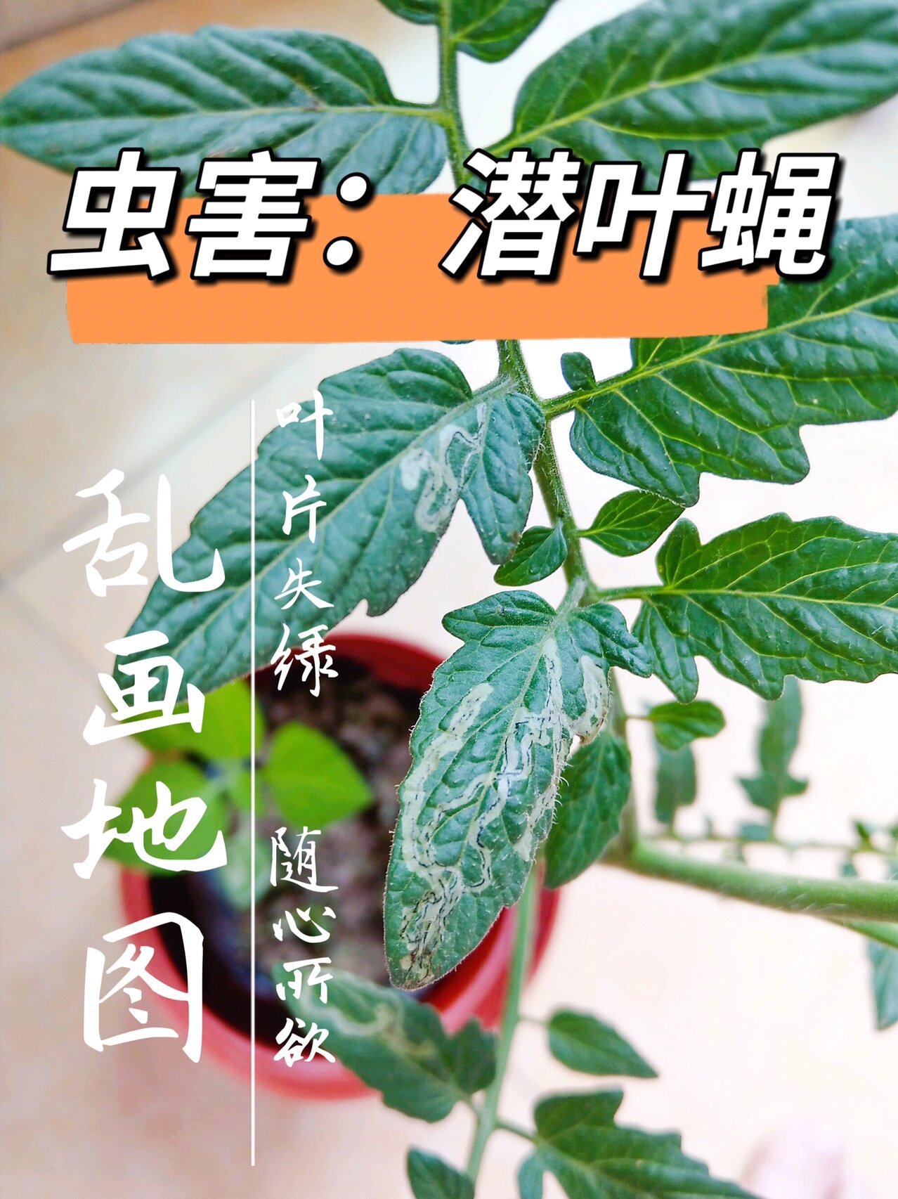 番茄叶片红蜘蛛图片图片