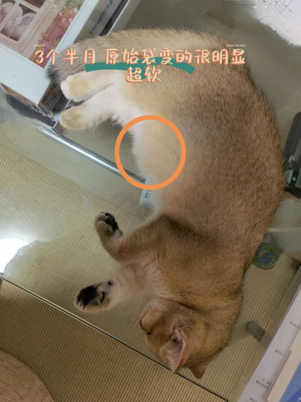 猫的原始袋图片图片