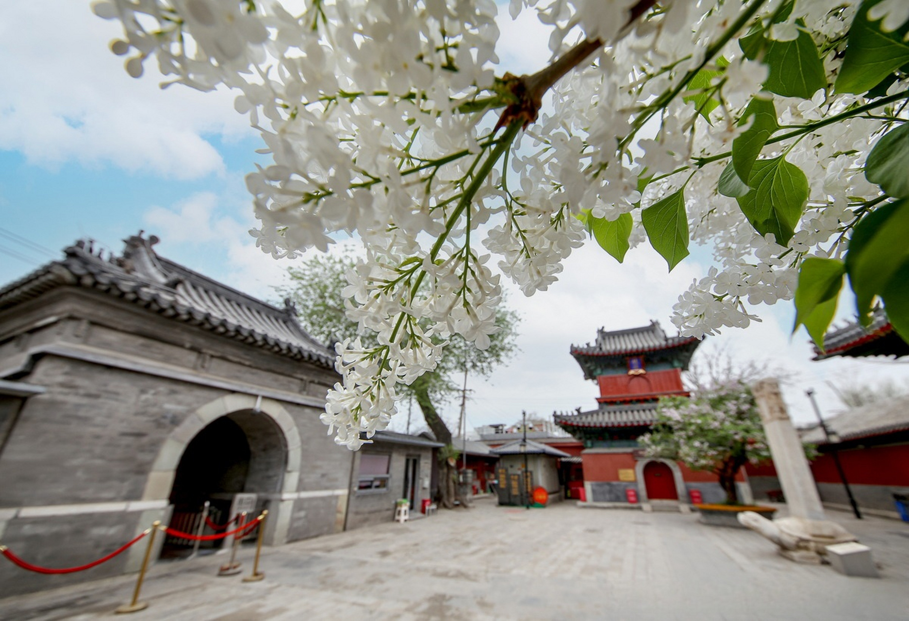 北京智化寺的丁香花开了 最美人间四月天,这几天,北京智化寺的丁香