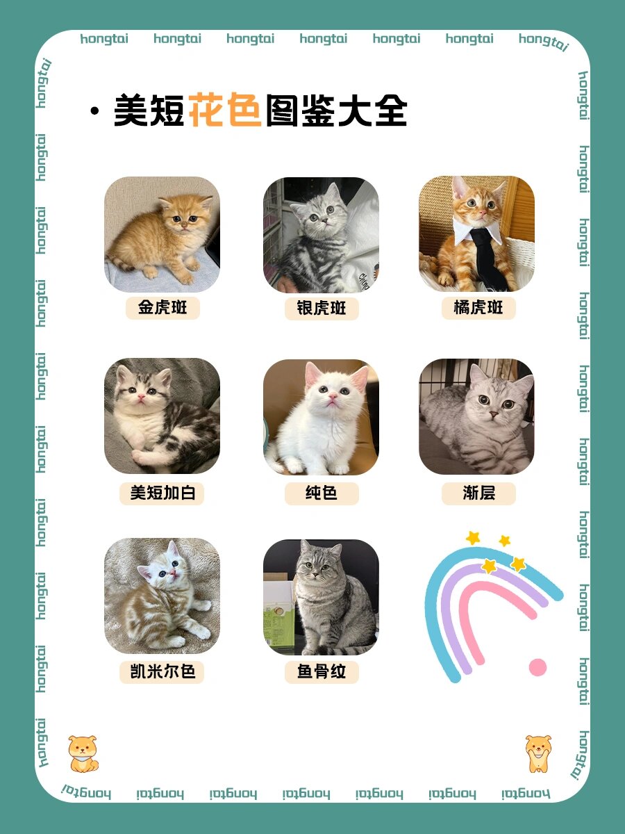 美国短毛猫全解|99新手养猫必看