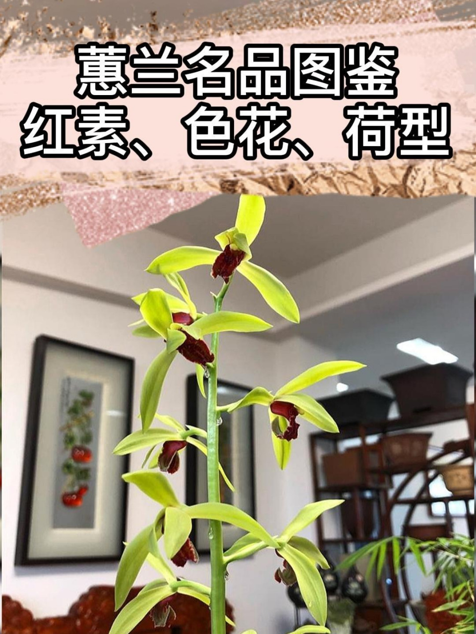 今天分享蕙兰名品图鉴(红素红舌,色花,荷型),共22个品种的图文介绍,供