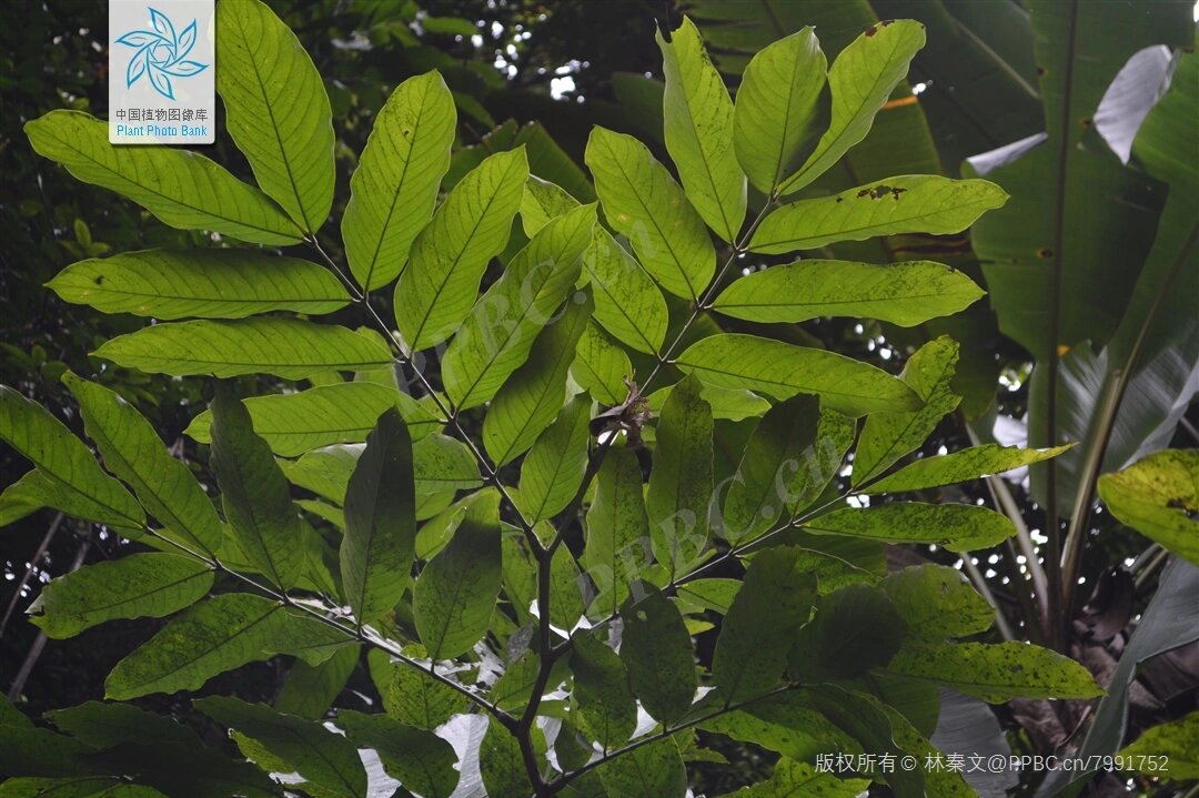 day45园林树木——中国无忧花 中文名:中国无忧花 拉丁学名:saraca