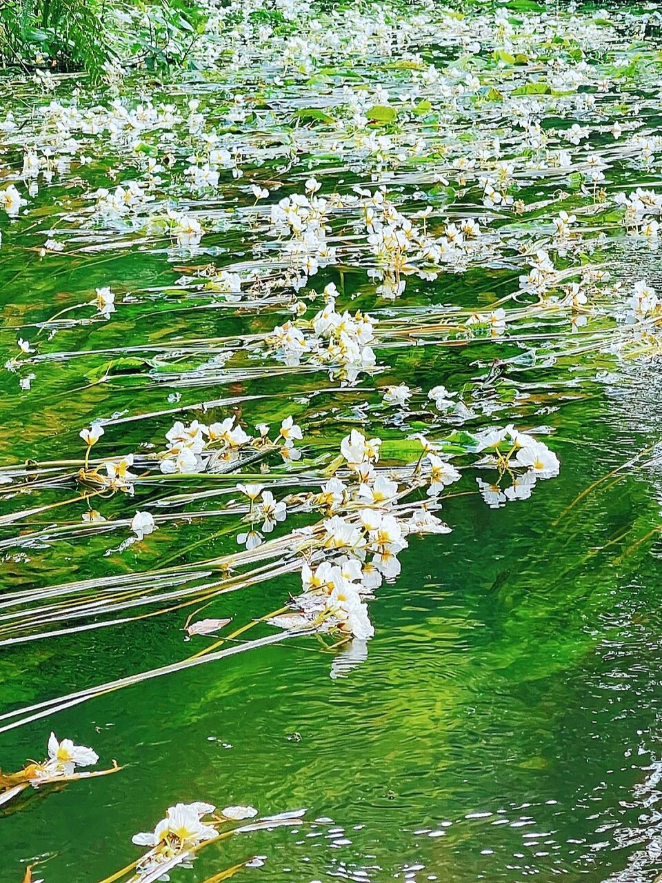 海花是什么植物图片