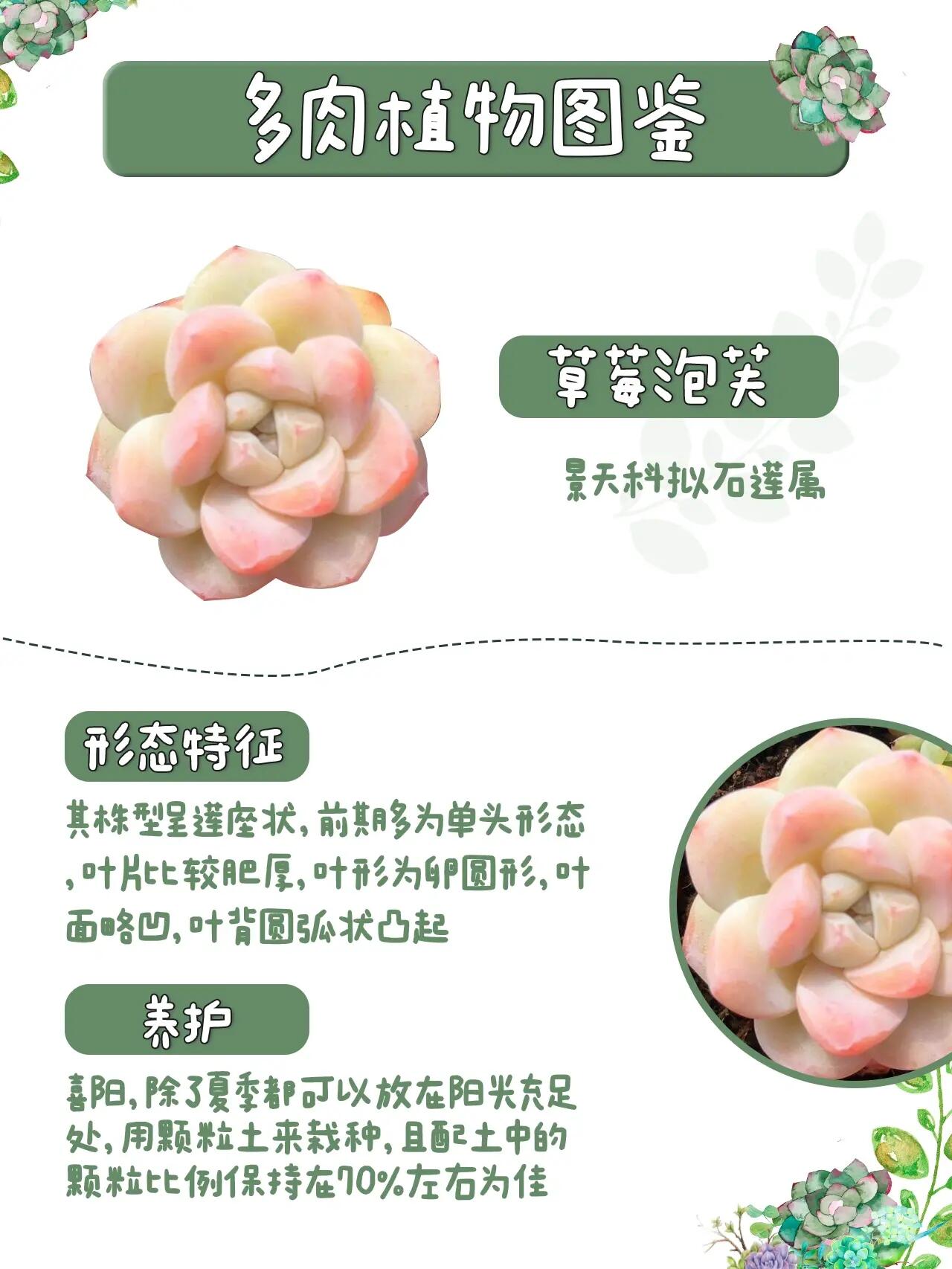 第77期|91草莓泡芙|每天认识一种多肉