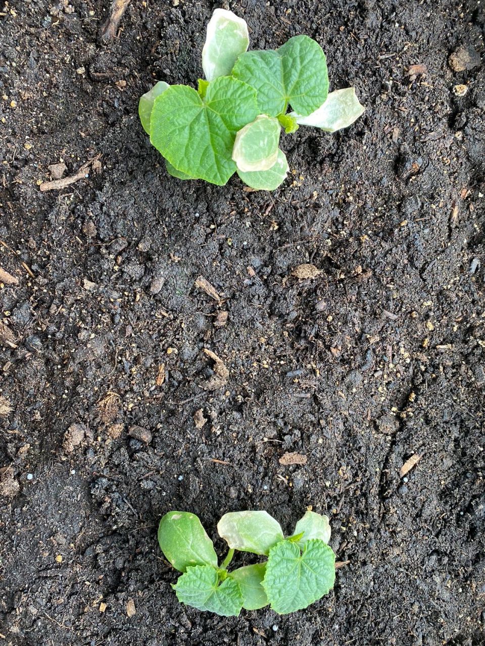 水果黄瓜的苗不知道为什么卷叶发白变干了 水果黄瓜的苗不知道为什么