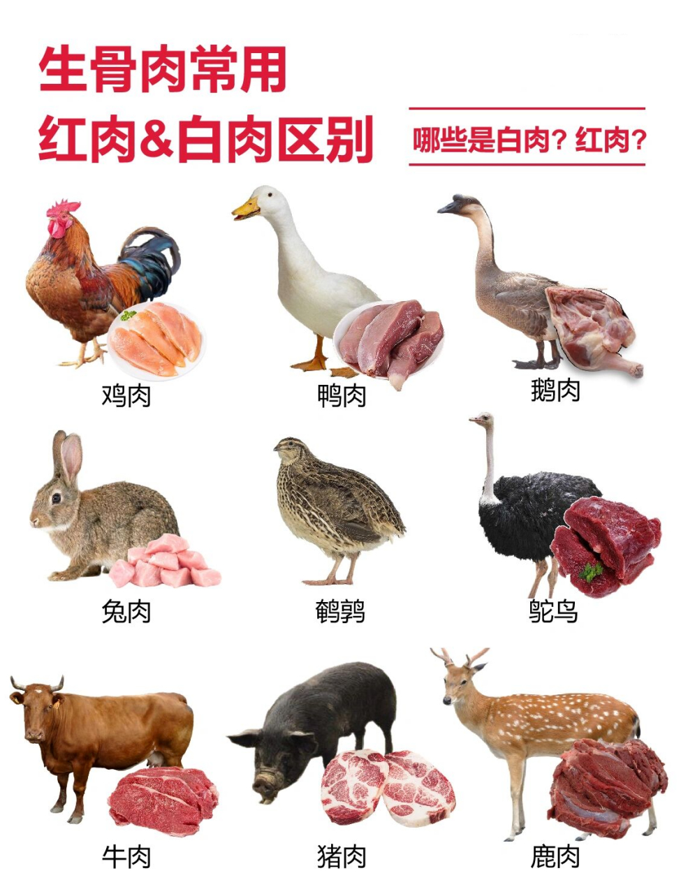 生骨肉常见红肉&白肉8215一张图轻松区分～ 【红