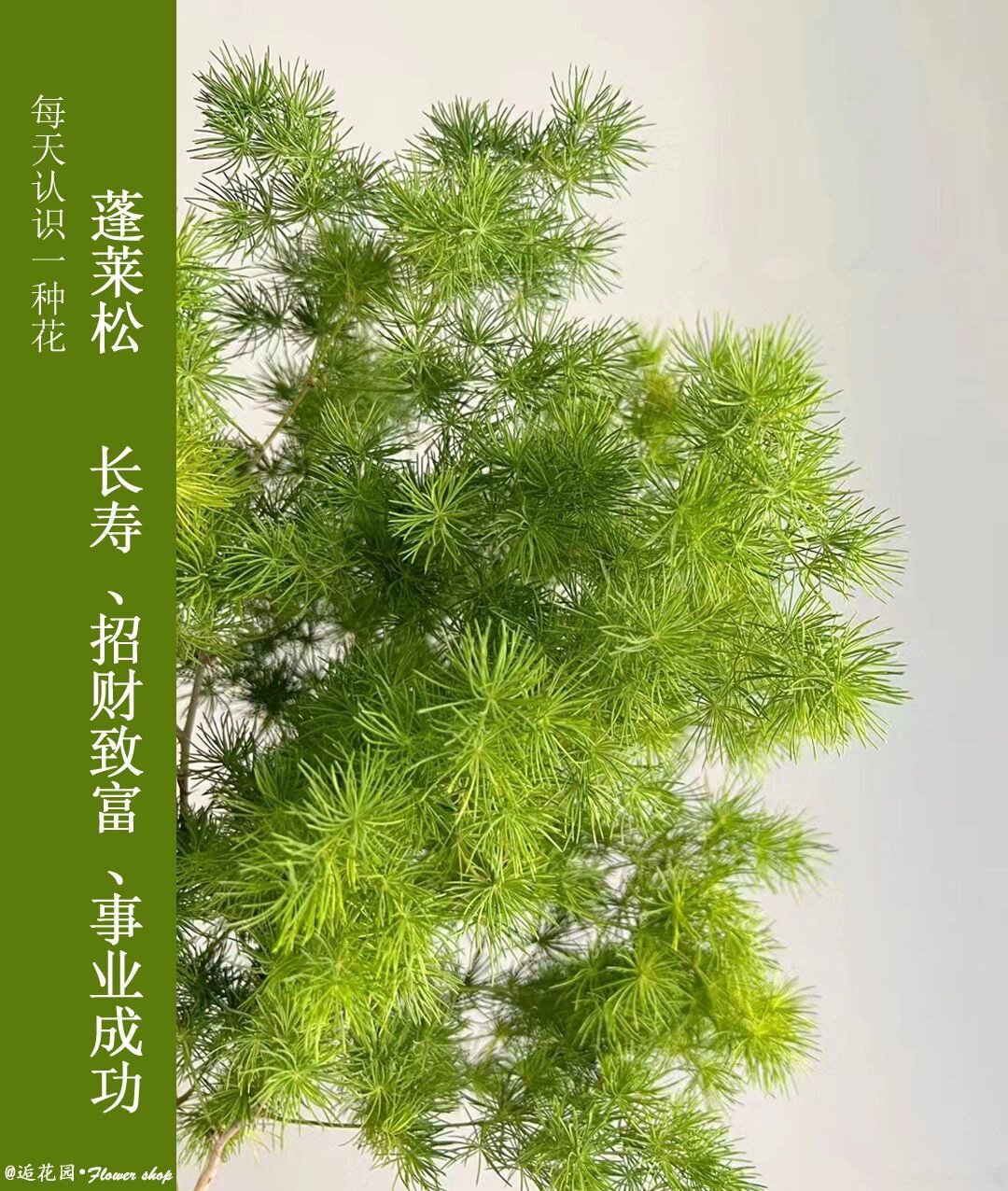 每天认识一种花 | 蓬莱松