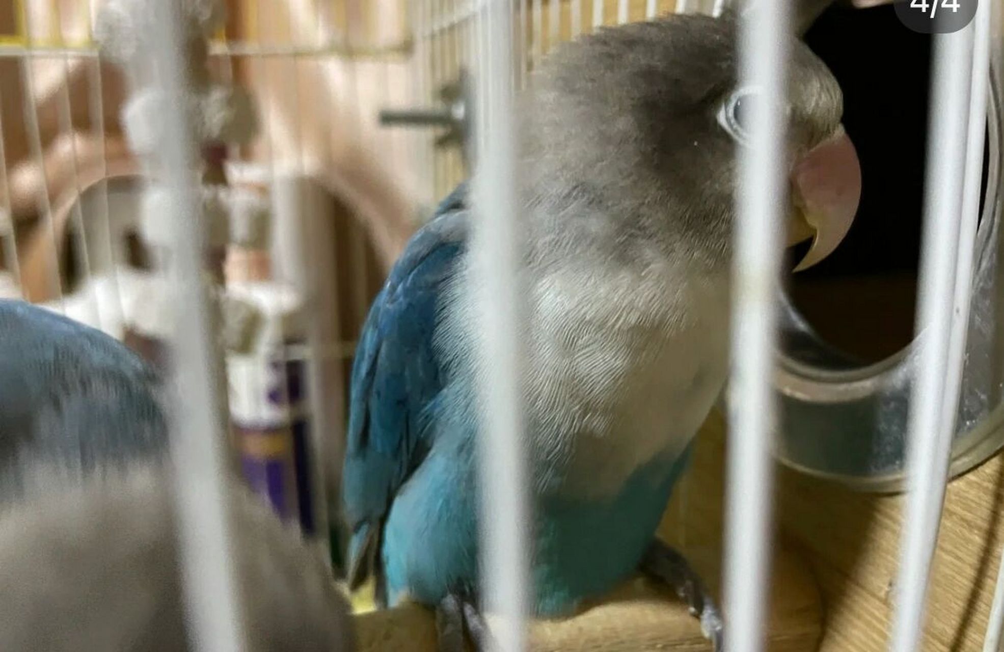 普兰鹦鹉 普兰鹦鹉成年,两只公的.没办法配.都出.私信问价