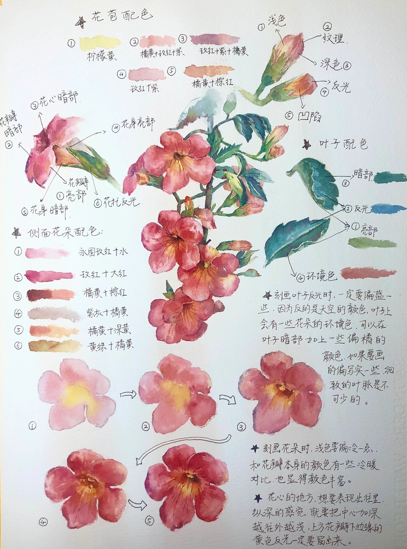 巨巨巨详细的水彩海棠花教程|新手友好