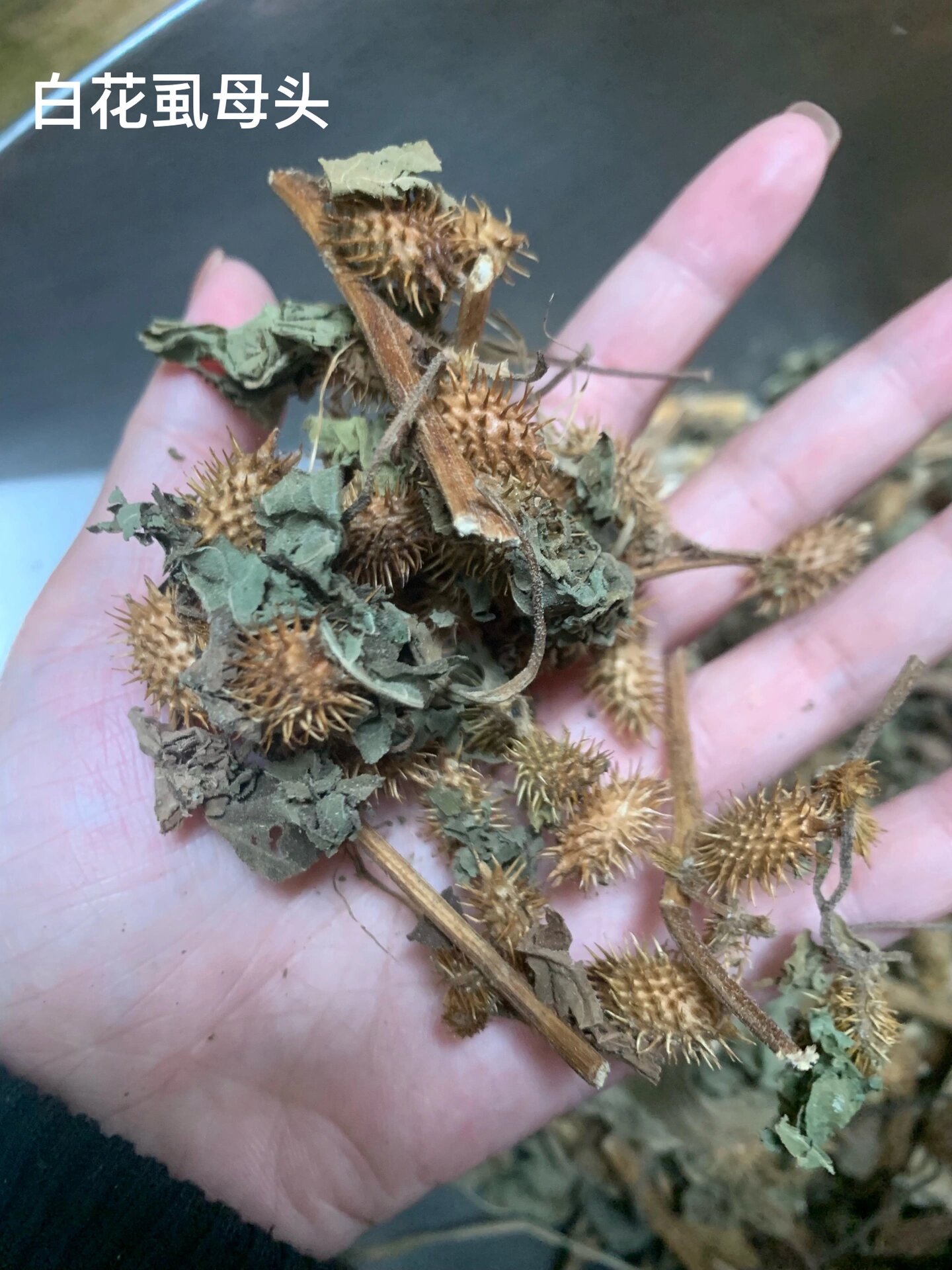 苍耳草别名图片