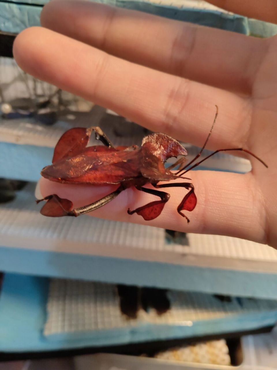 不像删了# 像叶子吗? 缘蝽 一只大缘蝽,每只腿上面都有一只叶片.