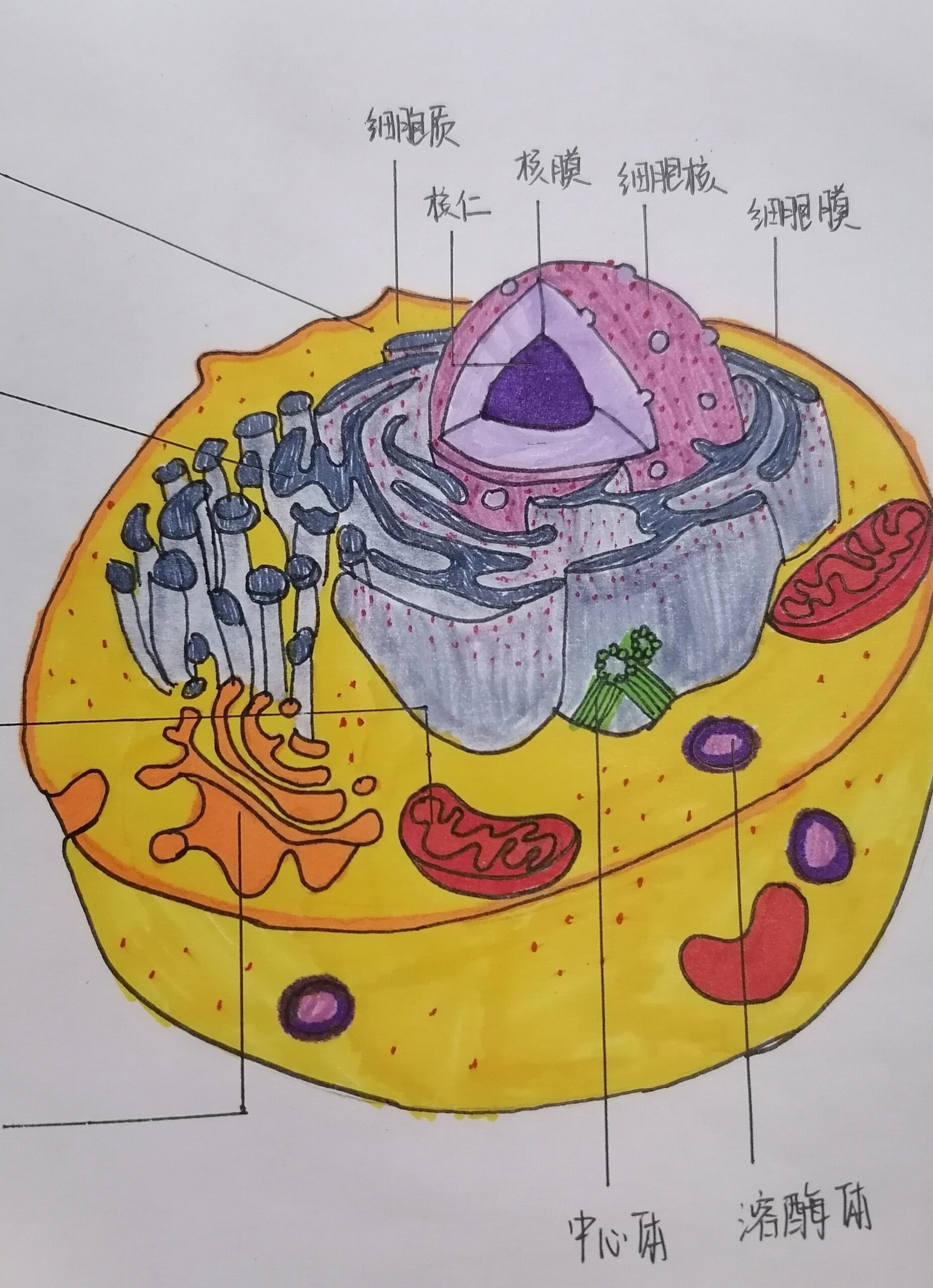 高中生物细胞器图手绘图片