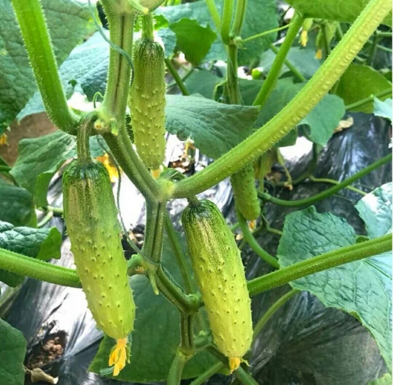 顶花带刺的,村里的农民基本全靠种植蔬菜为生,今年黄瓜卖不出去,农民