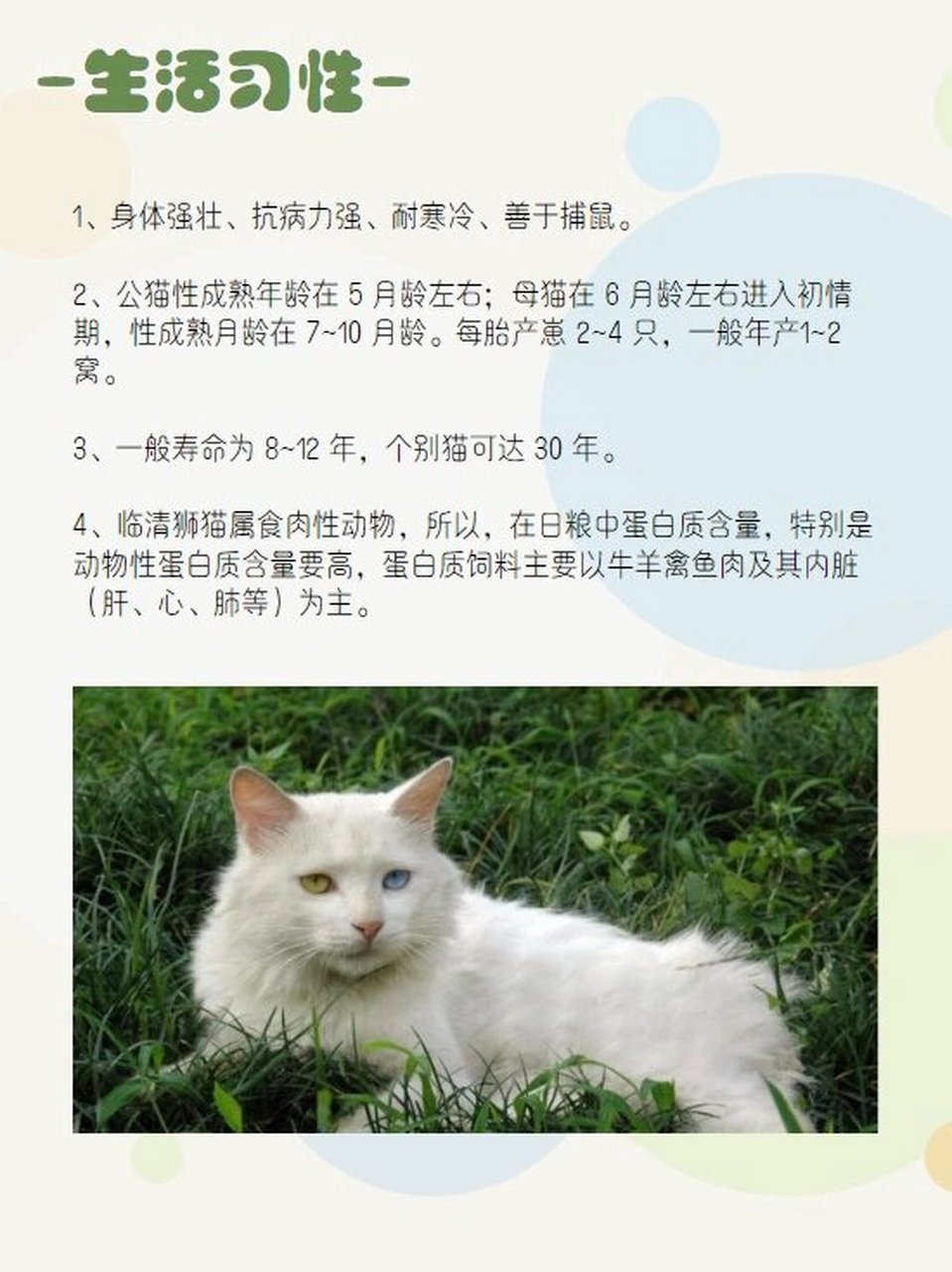 小猫的动物档案介绍图片