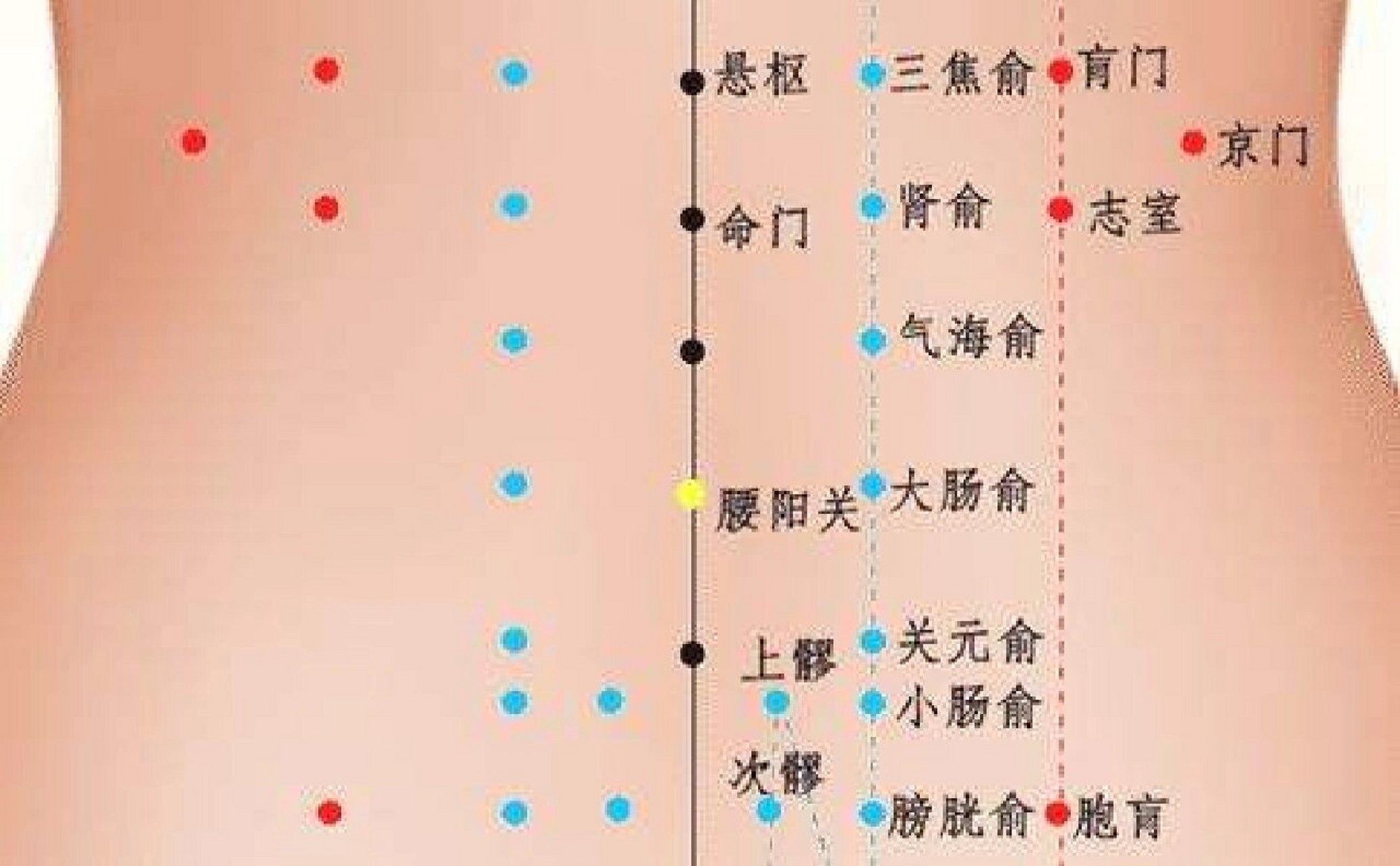 坐骨神经痛,月经不调,遗精,阳痿,带下等作用,腰阳关穴的位置:腰部后正