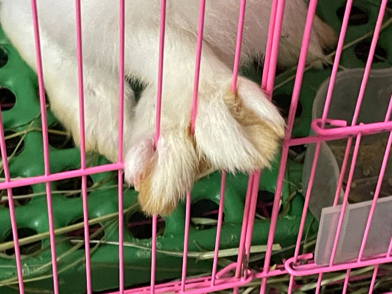 兔子脚皮炎被我治好了 需要的姐妹可以试试