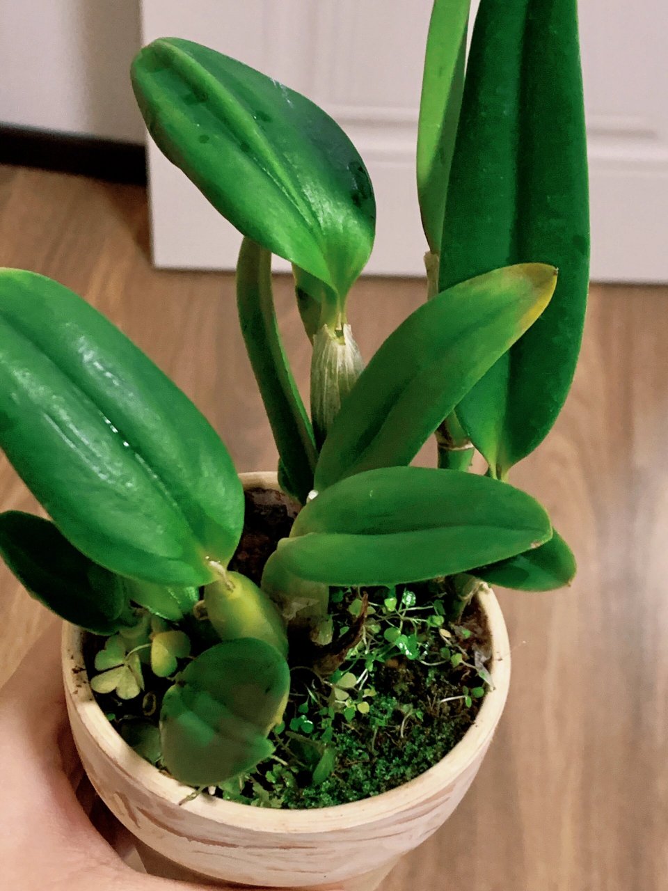 新手植物推荐|卡特兰石斛91 又入手了一颗卡特兰石斛,做了功课,这个