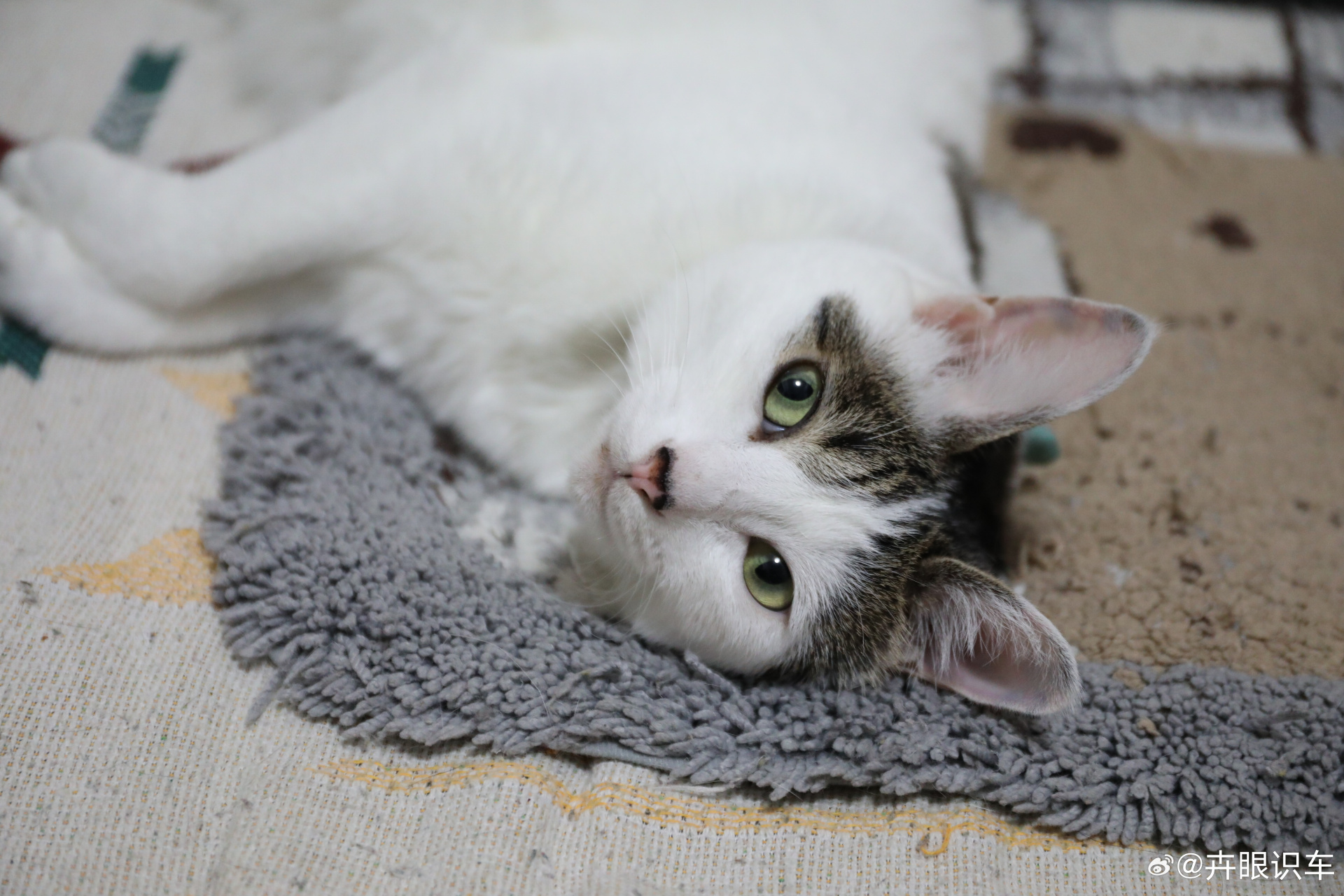 小猫咪35岁了可太值得炫耀了吧#我的猫咪安生.从捡来到现在,四岁傲怂