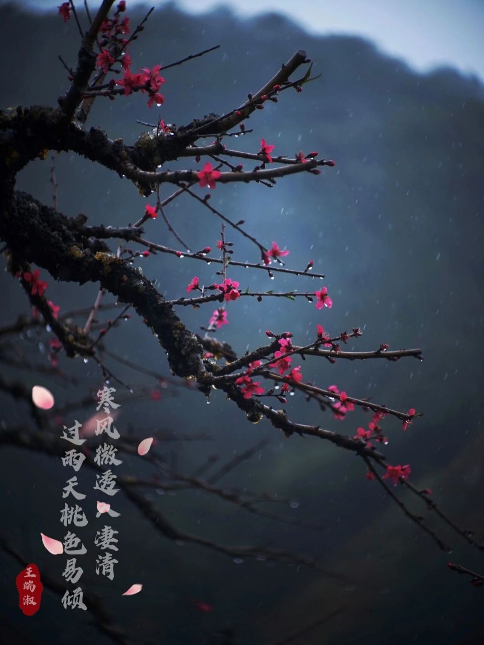 雨中桃花〈王端淑〉 寒风微透入凄清,过雨夭桃色易倾.