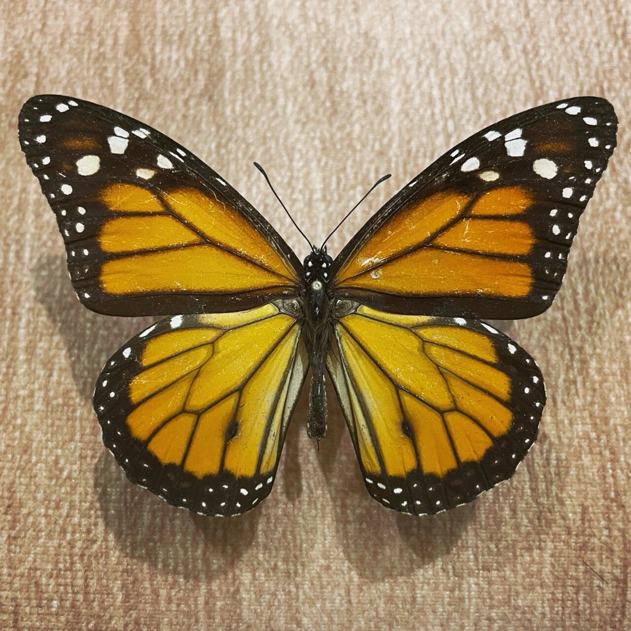 蝴蝶标本-黑脉金斑蝶 该物种是世界上最著名的蝴蝶种类之一,以其壮观