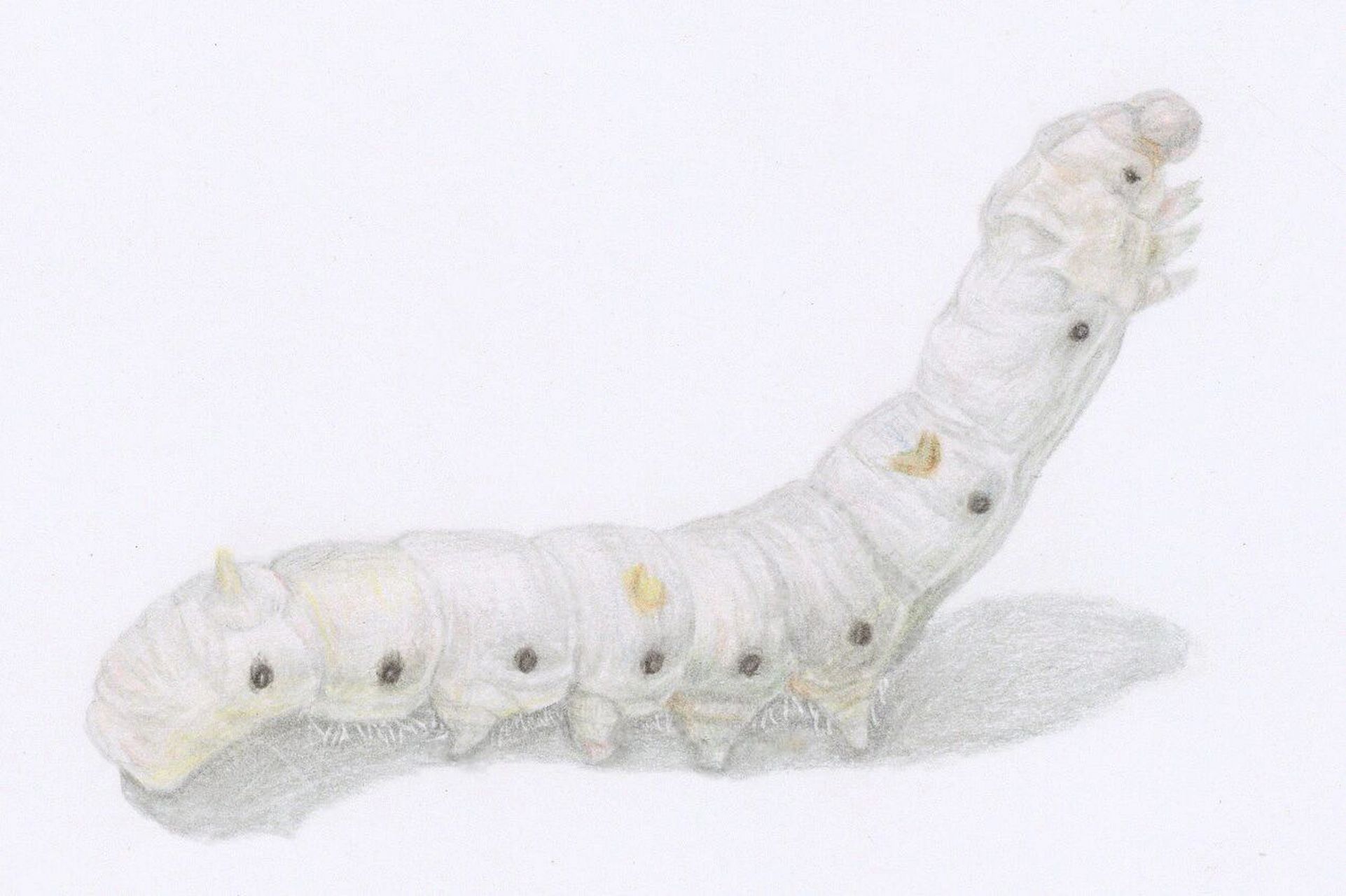 蚕 一龄蚕到五龄蚕