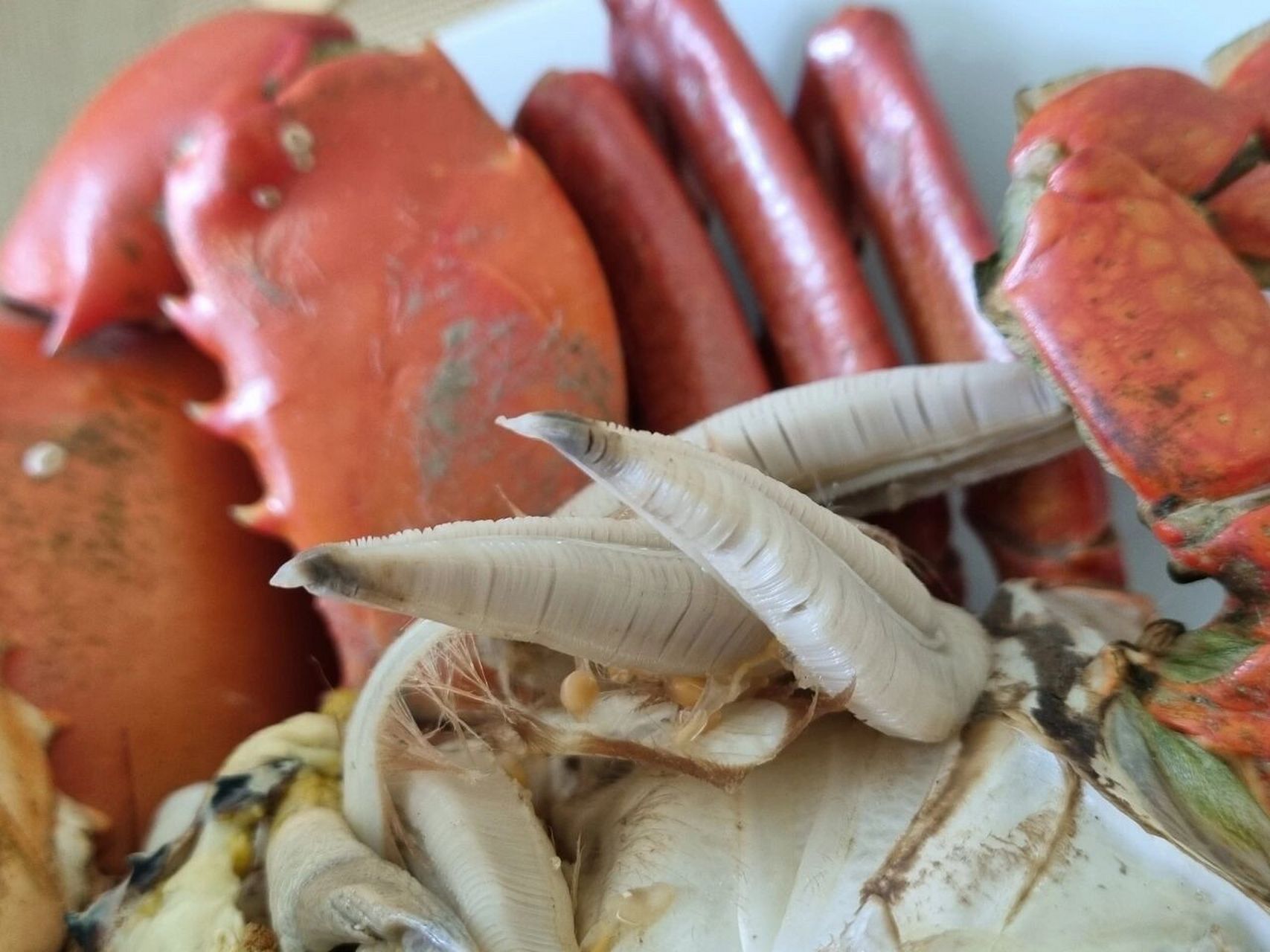 螃蟹腮上的寄生虫图片
