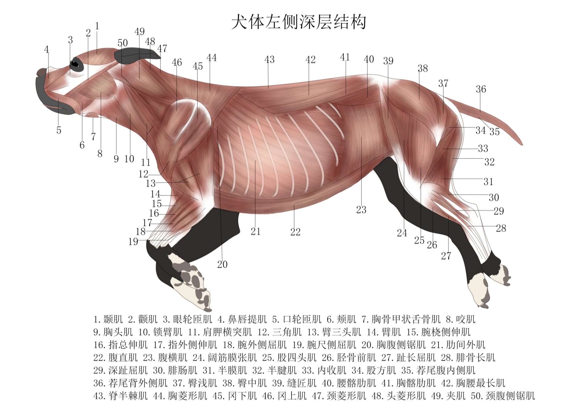 狗的结构层次图片