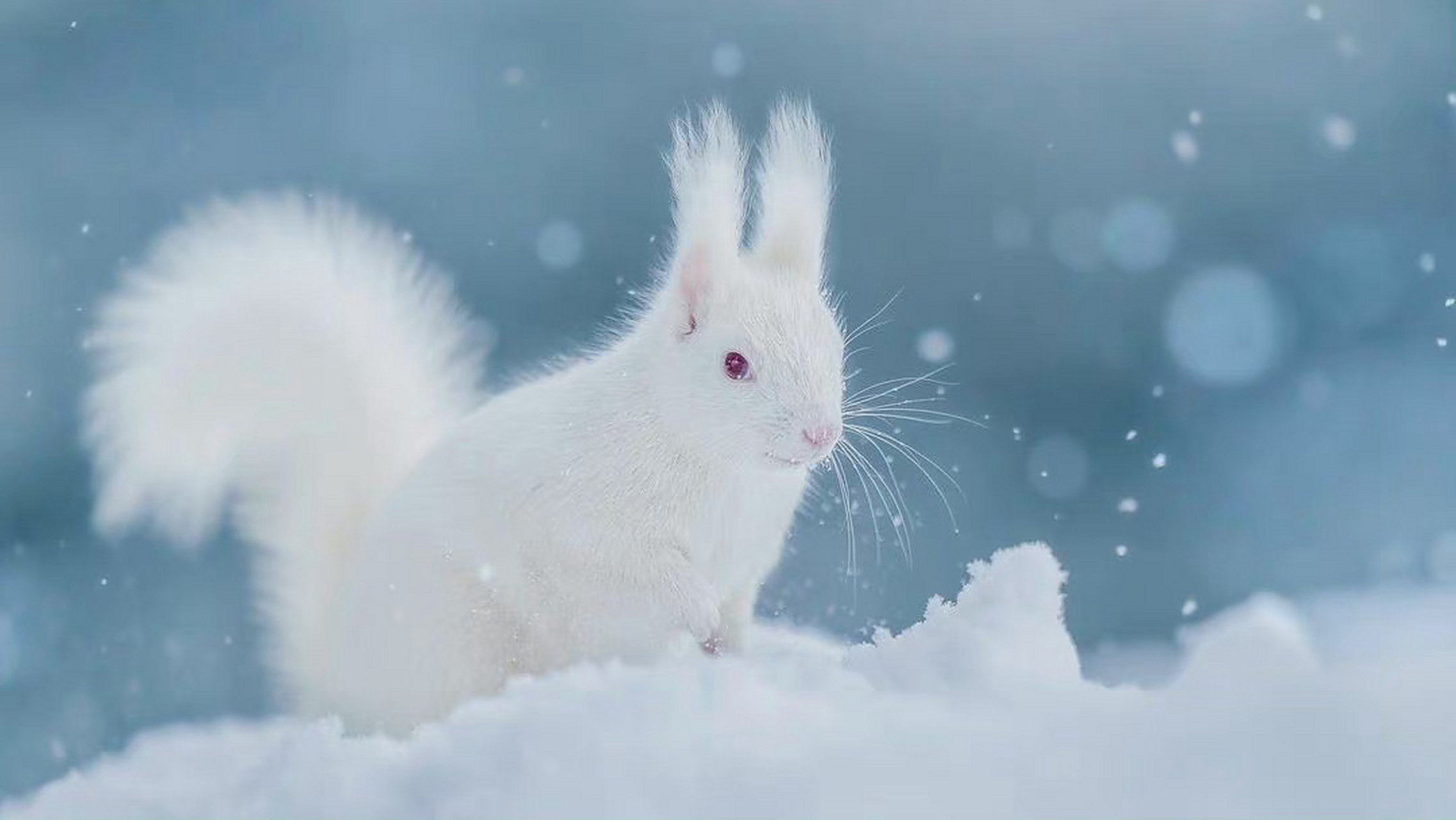 白色的小松鼠,雪中小精灵