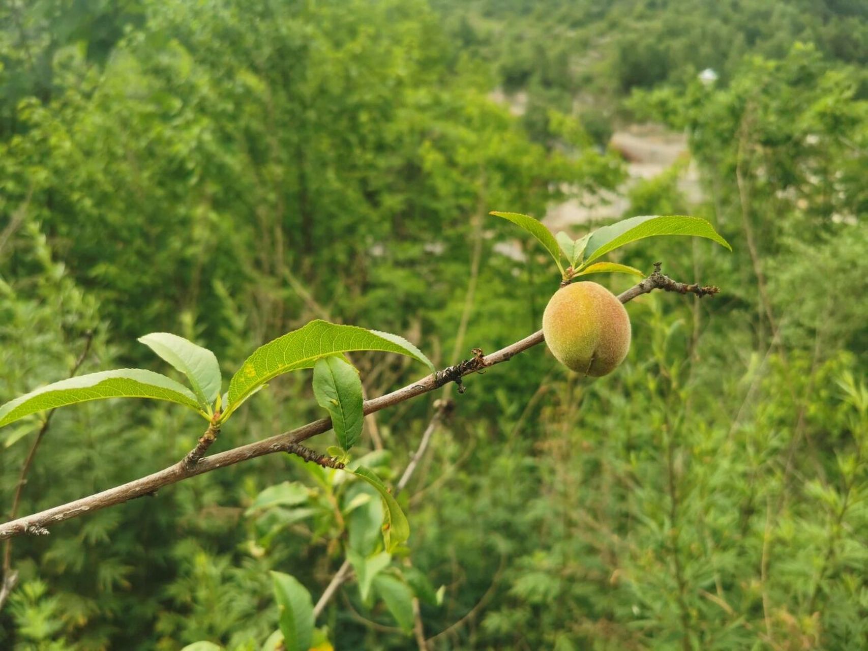 山西晋城圣王坪避暑胜地 六月刚上班就赶上公司团建,来到山西晋城市