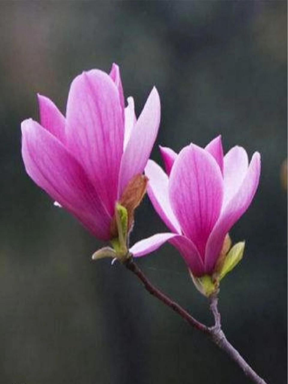 紫玉兰花      和我一起了解更多鲜花知识吧!