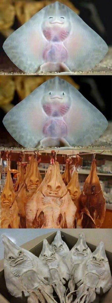 干干巴巴的魔鬼鱼