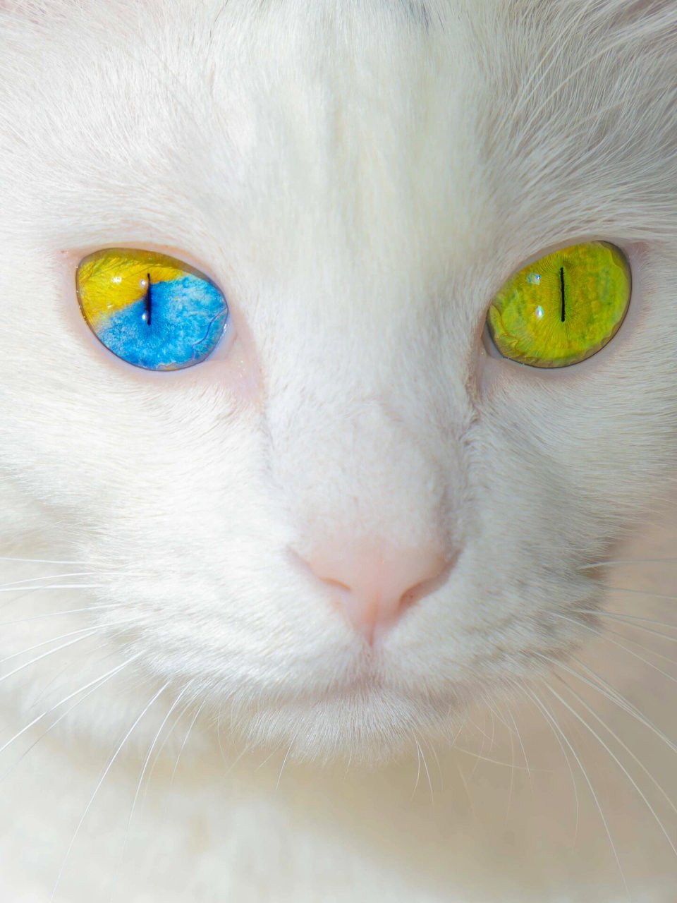 要多幸运才能捡到这种彩虹瞳猫猫啊 捡来的流浪小猫