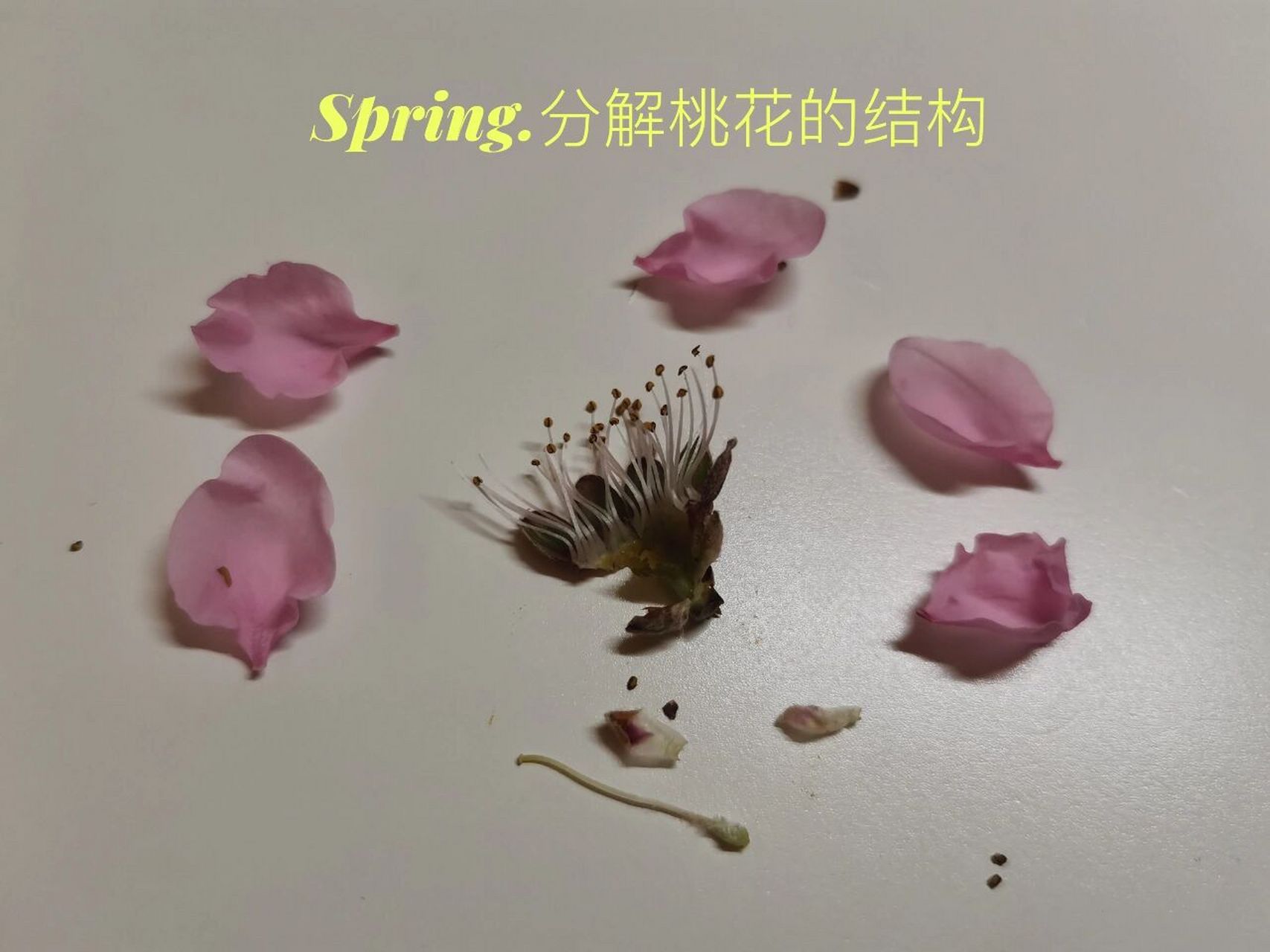 桃花解剖图 微观视角 摘一朵桃花,独自分解,用便携显微镜拍下微观视角