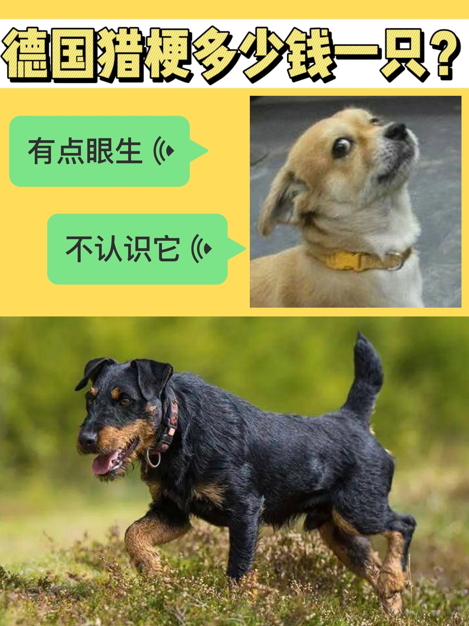 德国猎梗多少钱一只?小众的梗犬战士来了