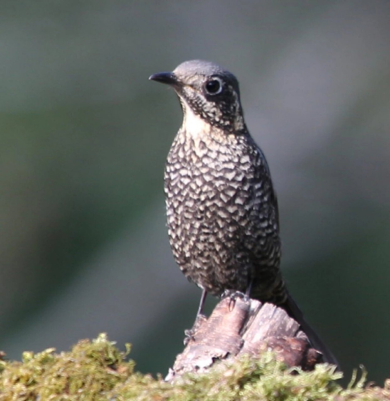 云南百花岭观鸟～栗腹矶鸫(雌鸟)  672023.2.12号记录于百花岭.