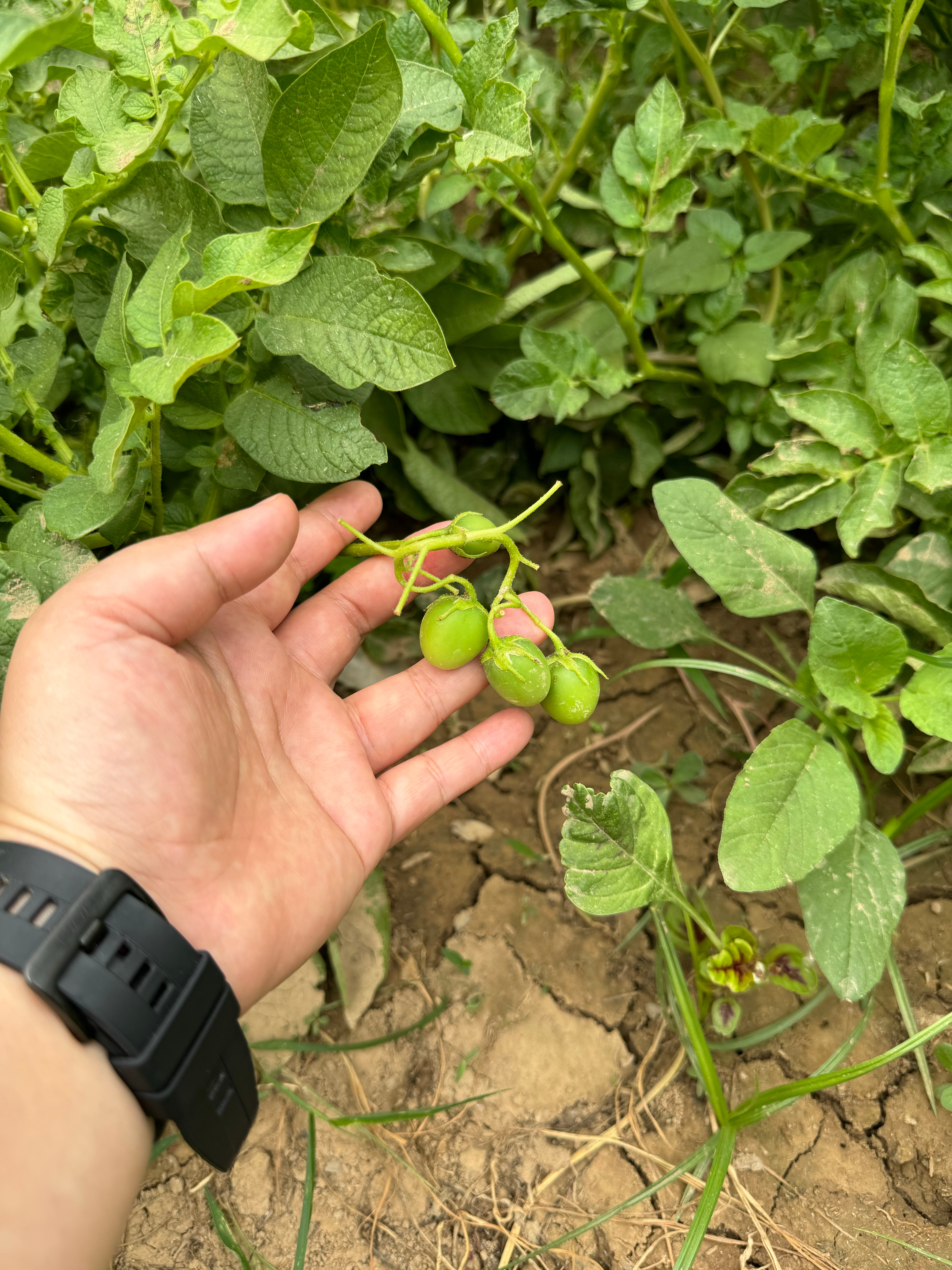 土豆不但开花,还结果,土豆不是长在地下吗?怎么解释?