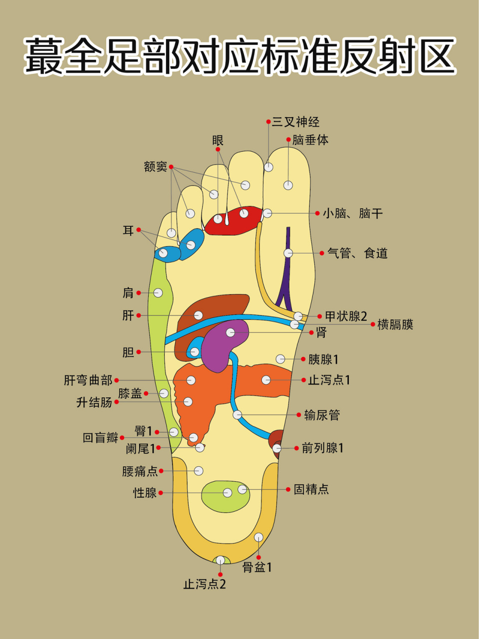 足底血位置图图片