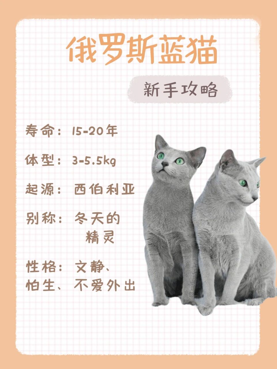 蓝猫寿命图片