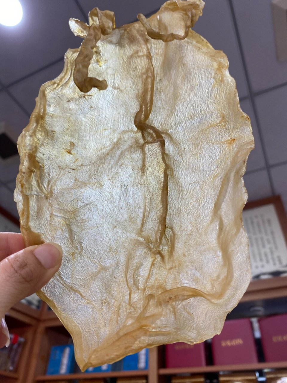 正宗北海金钱,不是北海大耳哦 北海金钱鳘鱼胶,两条长须,柔肉肉质,足