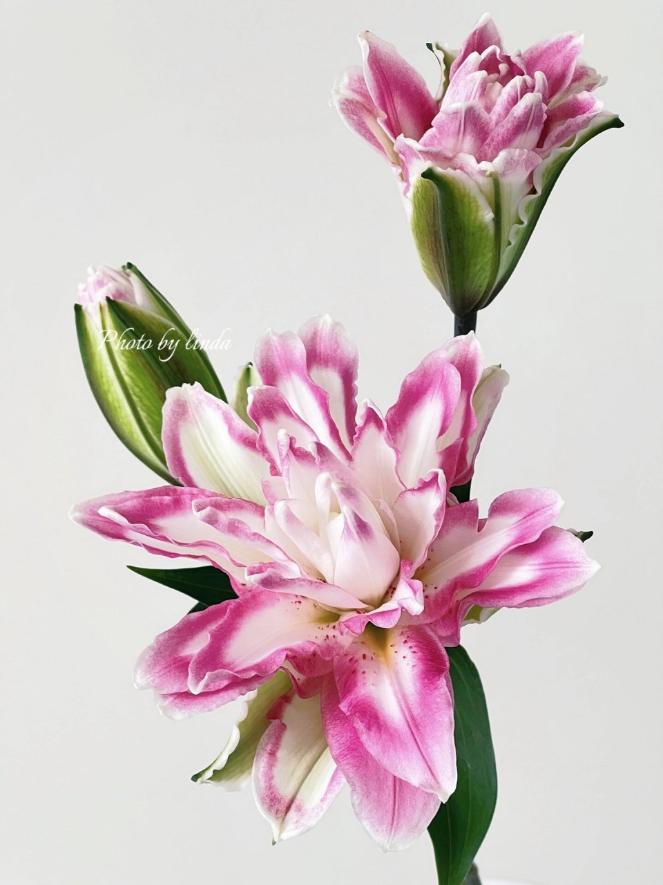 重瓣香水百合～～莲花之镜 又是一个分不清的百合～～莲花系列 	 这个