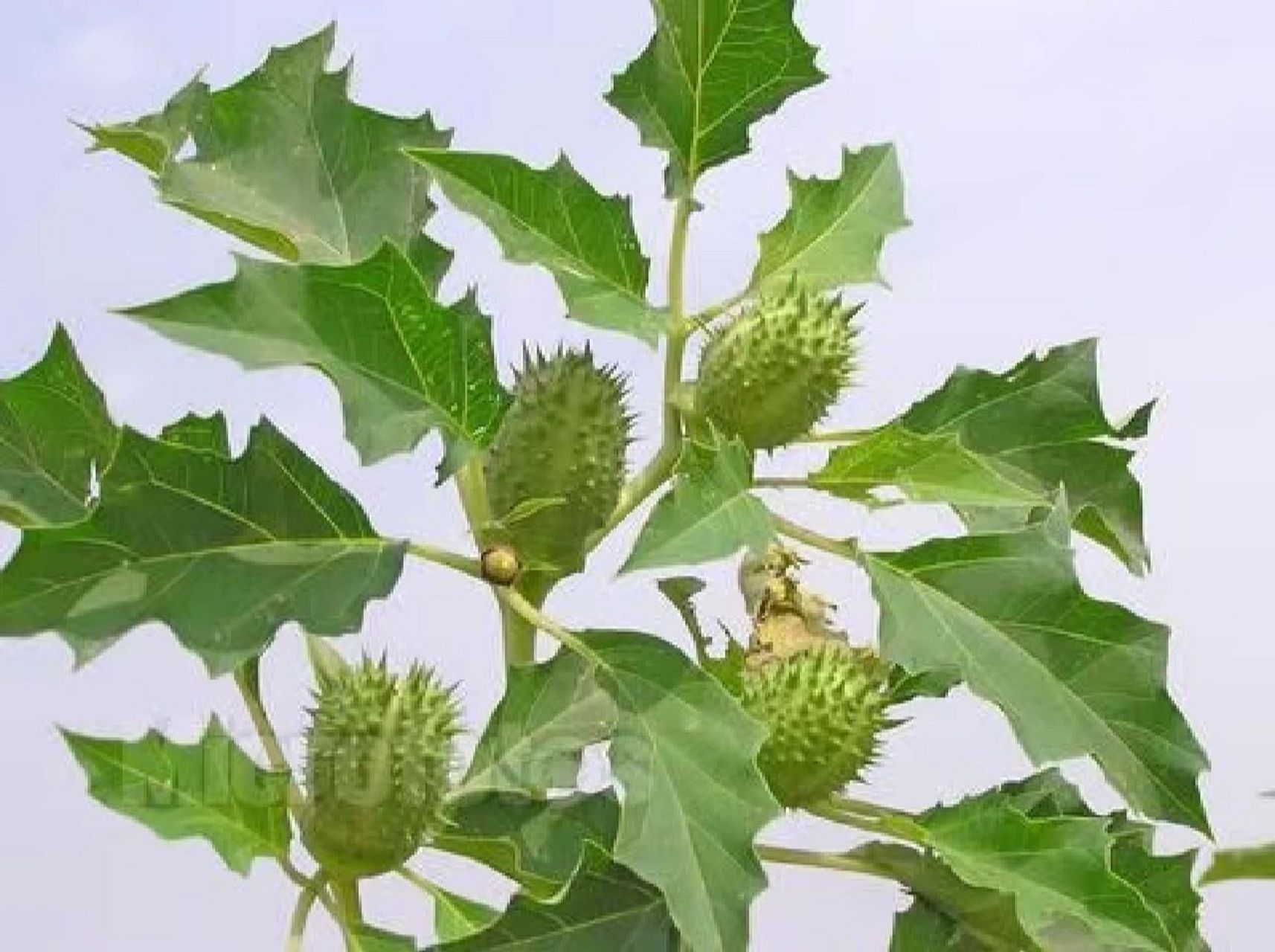 至于为什么叫醉仙桃?其中倒有一段很有趣的故事. 从前,有一个皇帝.