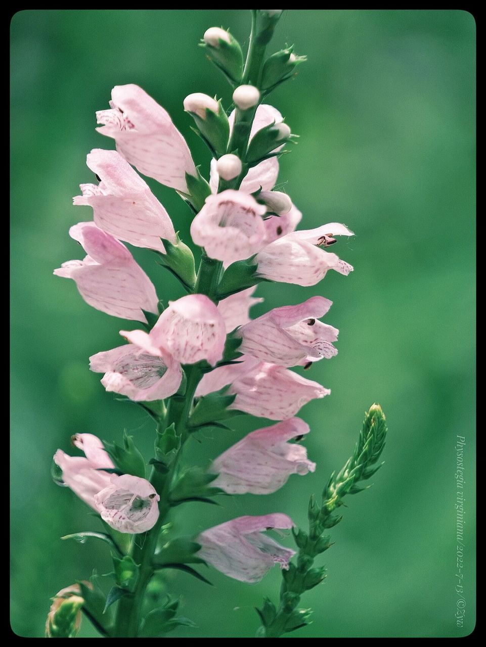 假龙头花 又名随意草 假龙头花还有一个名字叫:随意草.