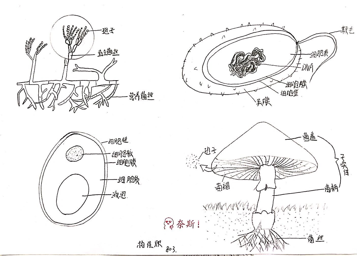 来一波细菌真菌示意图