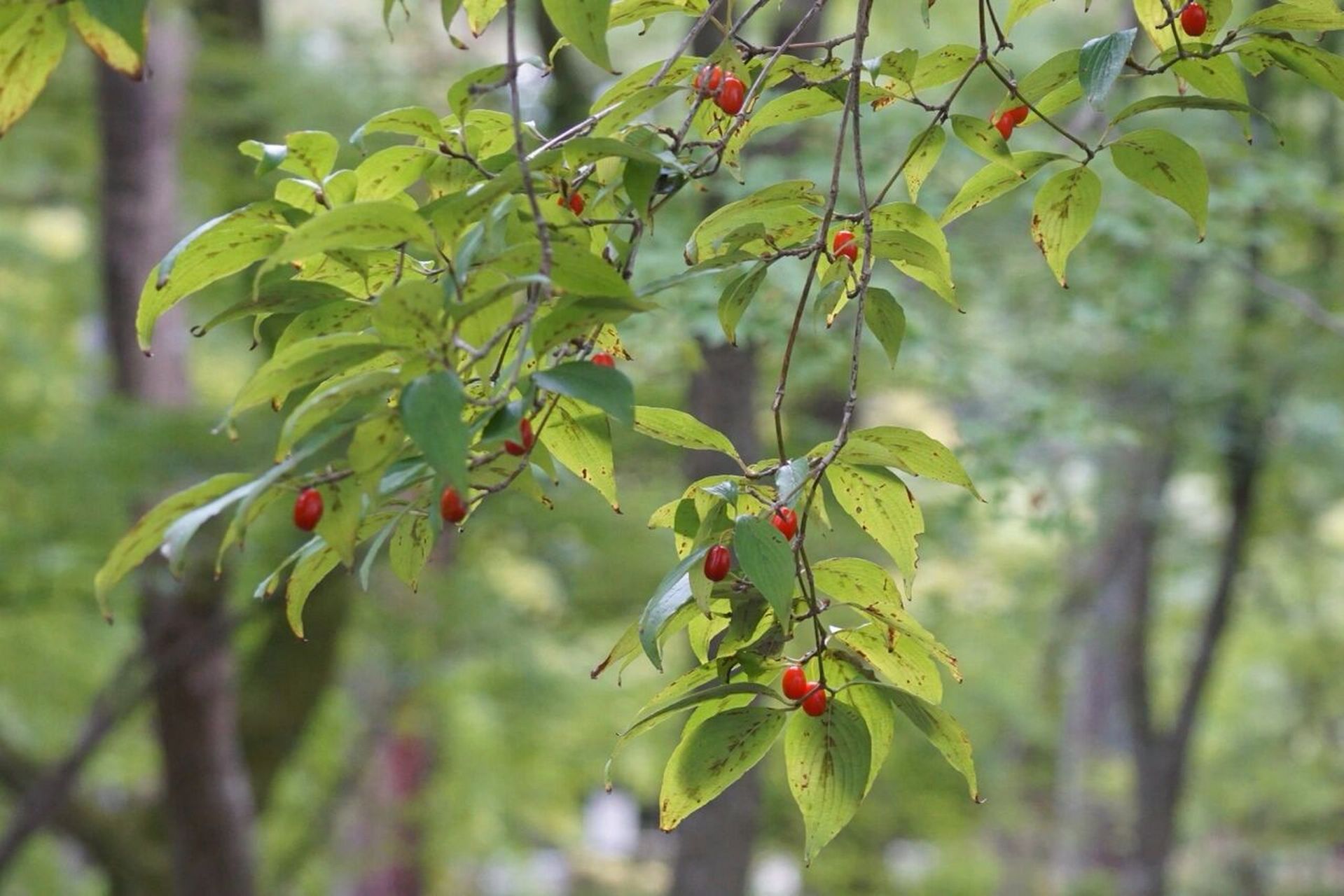 植物名實|山茱萸