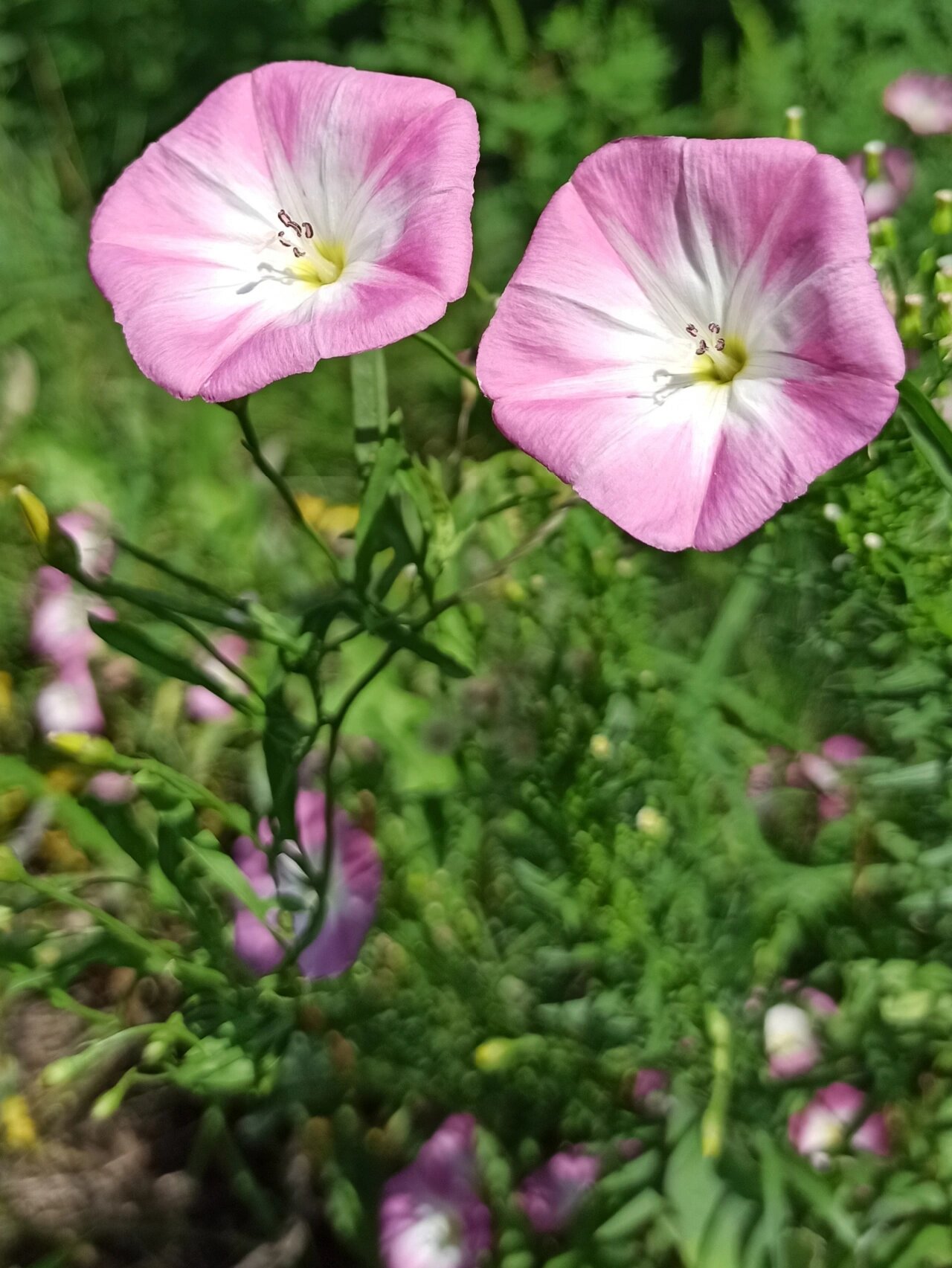 别名:小旋花丶中国旋花,野牵牛等 花语:恩赐 田旋花长得象小粉牵牛花