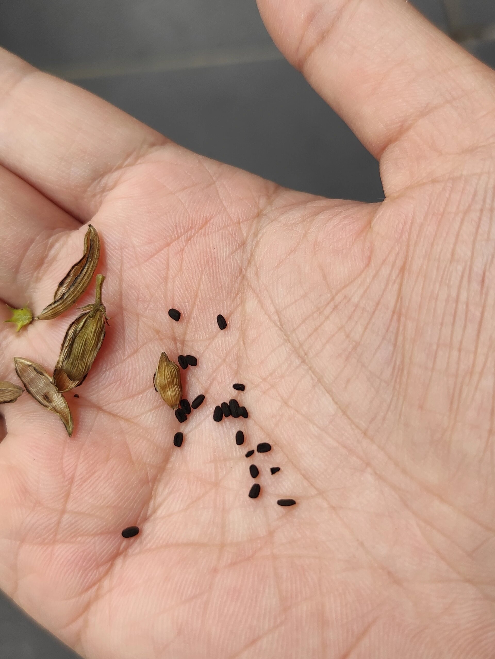 视频丨从农业“芯片”到中国餐桌 种业振兴让菜篮米袋果盘更丰富更安全