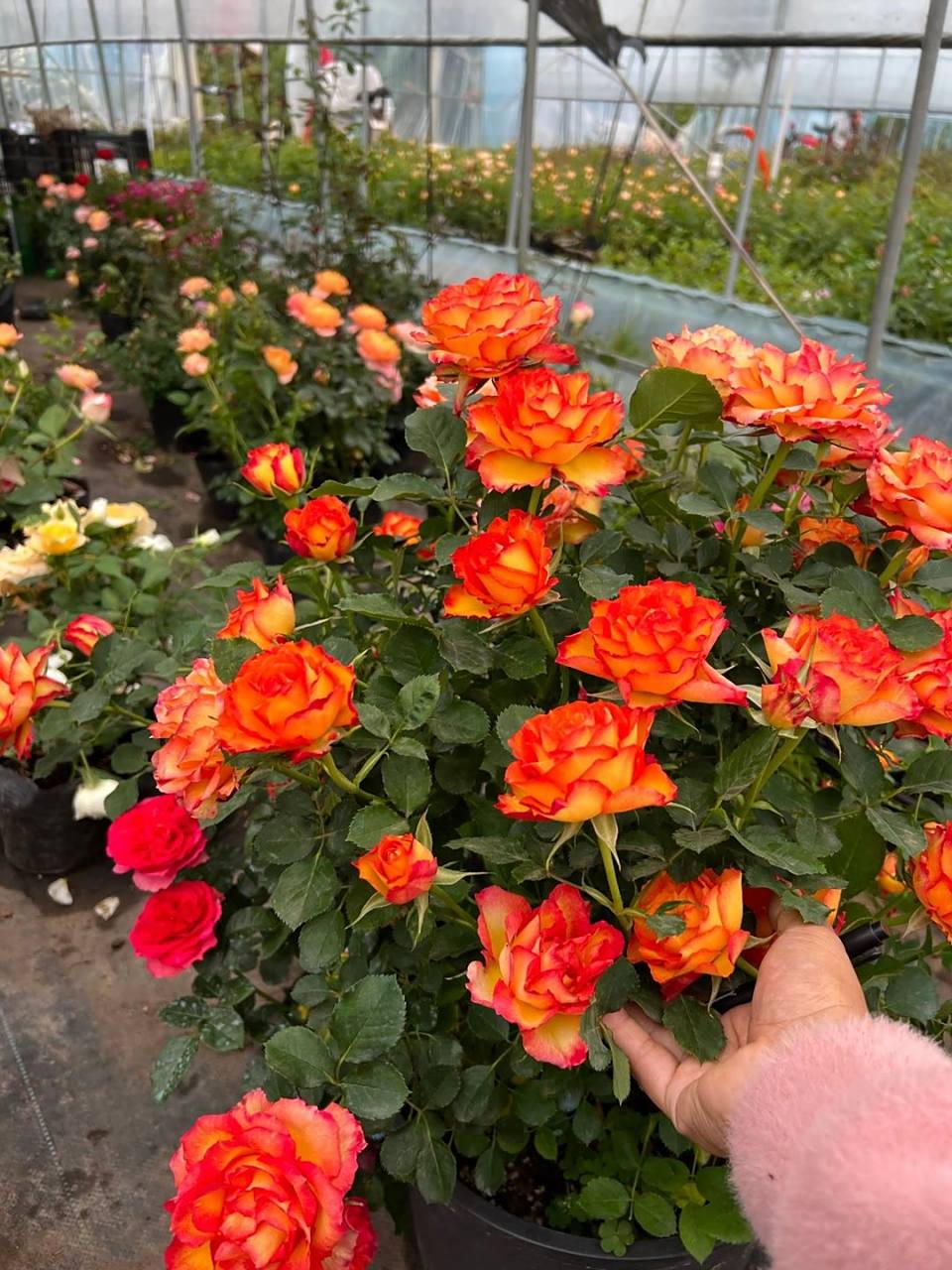 火焰月季 火焰月季