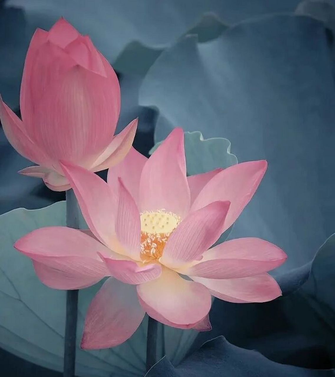 佛系头像 荷花的花语:"我永远只属于你,不用质疑我对你的爱,属于你的