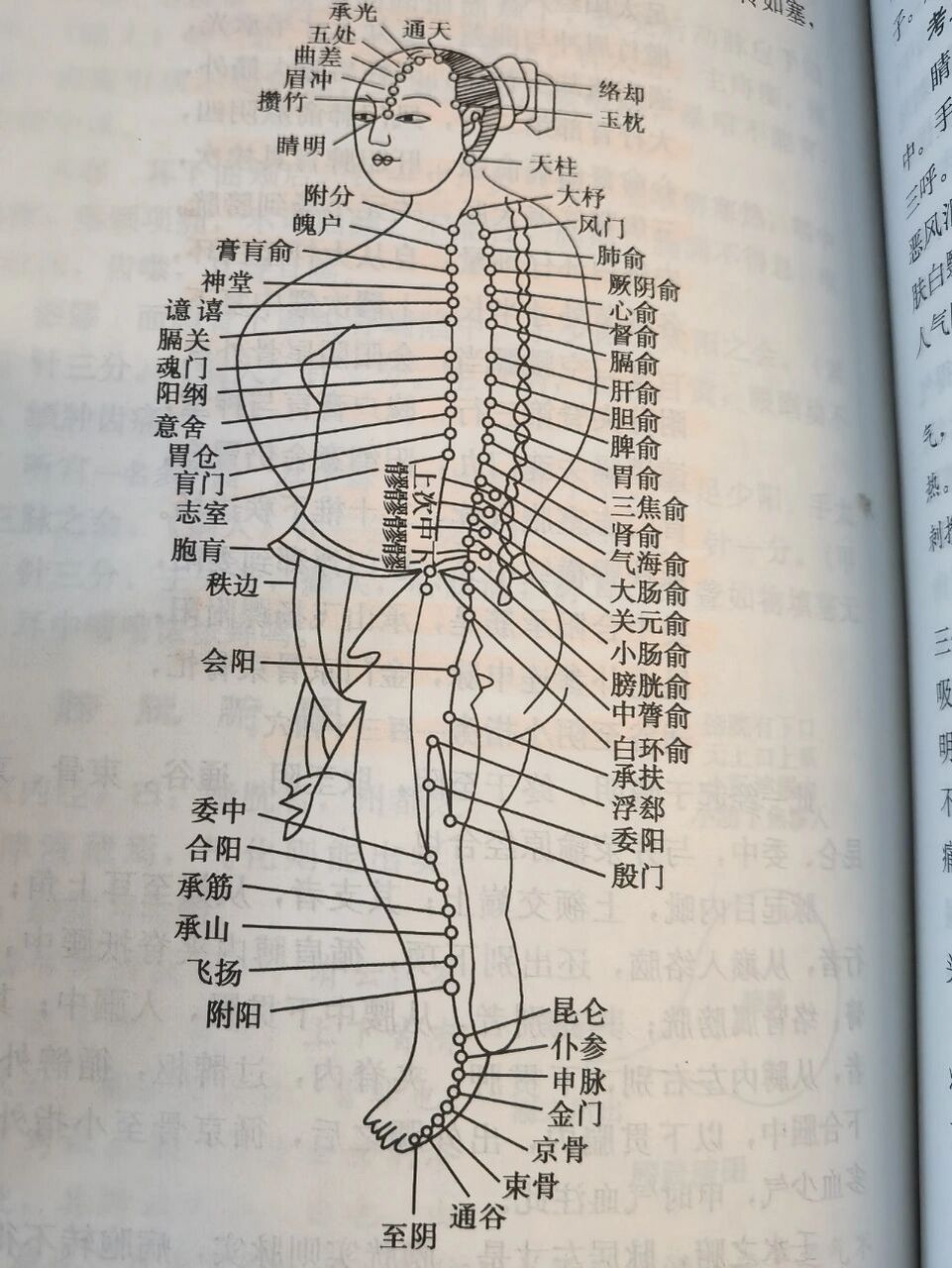 足太阳膀胱经线路图图片