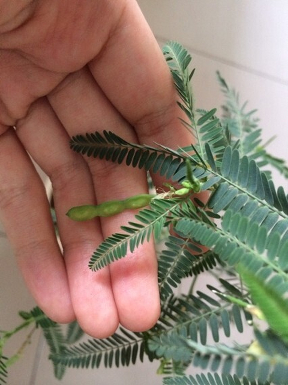 植物精灵含羞草:越害羞越想逗弄呀 含羞草很多人都不陌生,用手轻轻
